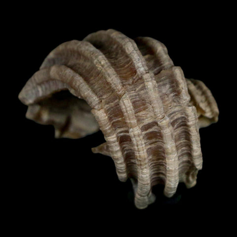 1.2" Ecphora Gardnerae Gastropod Fossil Shell Lee Creek Miocene Epoch North Carolina - Fossil Age Minerals