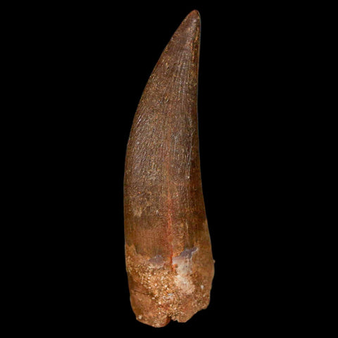 1.7" Plesiosaur Zarafasaura Tooth Fossil Cretaceous Dinosaur Era COA, Stand