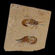 2 Two Fossil Shrimp Carpopenaeus Cretaceous Age 100 Mil Yrs Old Lebanon COA