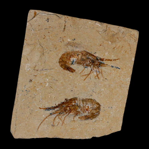 2 Two Fossil Shrimp Carpopenaeus Cretaceous Age 100 Mil Yrs Old Lebanon COA - Fossil Age Minerals