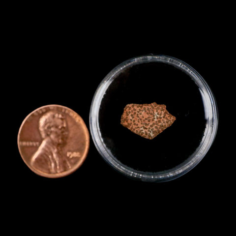 0.5" Megaloolithus Titanosaur Dinosaur Fossil Egg Shell Bouches Du Rhone France Display