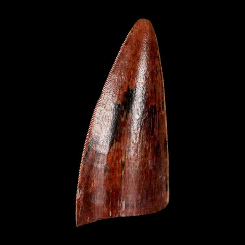 1" Postosuchus Rauisuchid Archosaur Fossil Tooth Redonda Formation NM COA Display