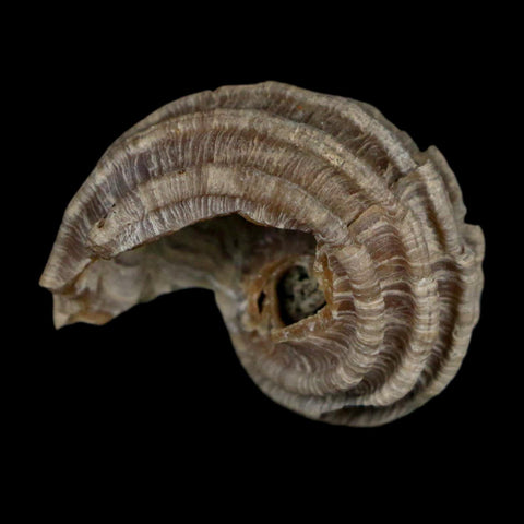 1.2" Ecphora Gardnerae Gastropod Fossil Shell Lee Creek Miocene Epoch North Carolina - Fossil Age Minerals