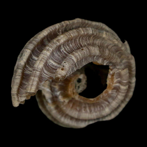 1.2" Ecphora Gardnerae Gastropod Fossil Shell Lee Creek Miocene Epoch North Carolina - Fossil Age Minerals