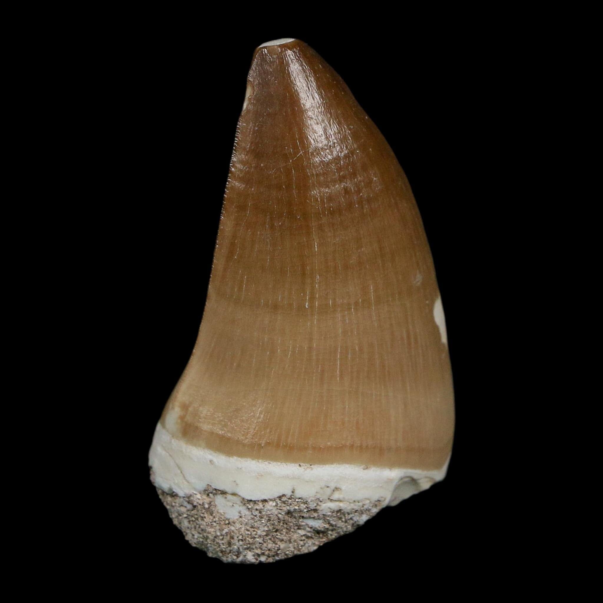 XL 2" Mosasaur Prognathodon Fossil Tooth Cretaceous Dinosaur Era COA Stand - Fossil Age Minerals