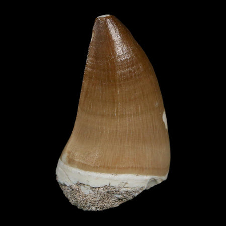 XL 2" Mosasaur Prognathodon Fossil Tooth Cretaceous Dinosaur Era COA Stand