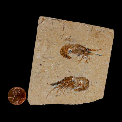 2 Two Fossil Shrimp Carpopenaeus Cretaceous Age 100 Mil Yrs Old Lebanon COA - Fossil Age Minerals
