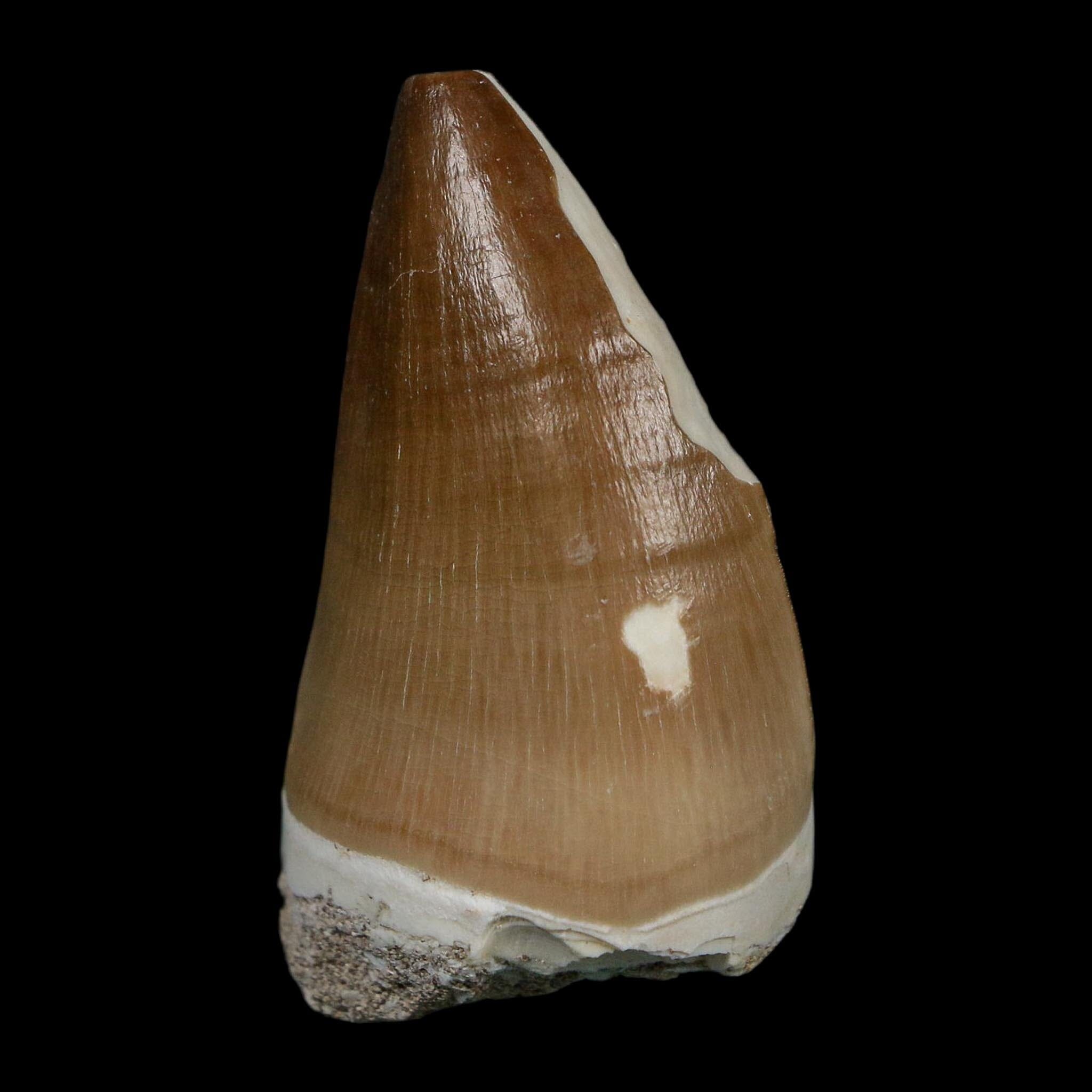 XL 2" Mosasaur Prognathodon Fossil Tooth Cretaceous Dinosaur Era COA Stand - Fossil Age Minerals