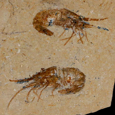 2 Two Fossil Shrimp Carpopenaeus Cretaceous Age 100 Mil Yrs Old Lebanon COA
