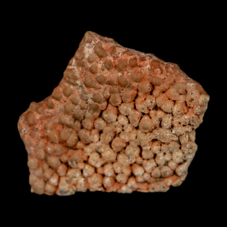 0.5" Megaloolithus Titanosaur Dinosaur Fossil Egg Shell Bouches Du Rhone France Display