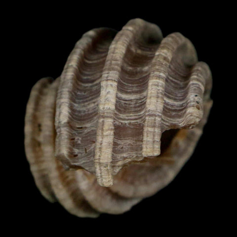 1.2" Ecphora Gardnerae Gastropod Fossil Shell Lee Creek Miocene Epoch North Carolina - Fossil Age Minerals