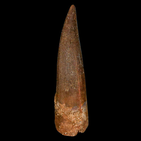 1.7" Plesiosaur Zarafasaura Tooth Fossil Cretaceous Dinosaur Era COA, Stand