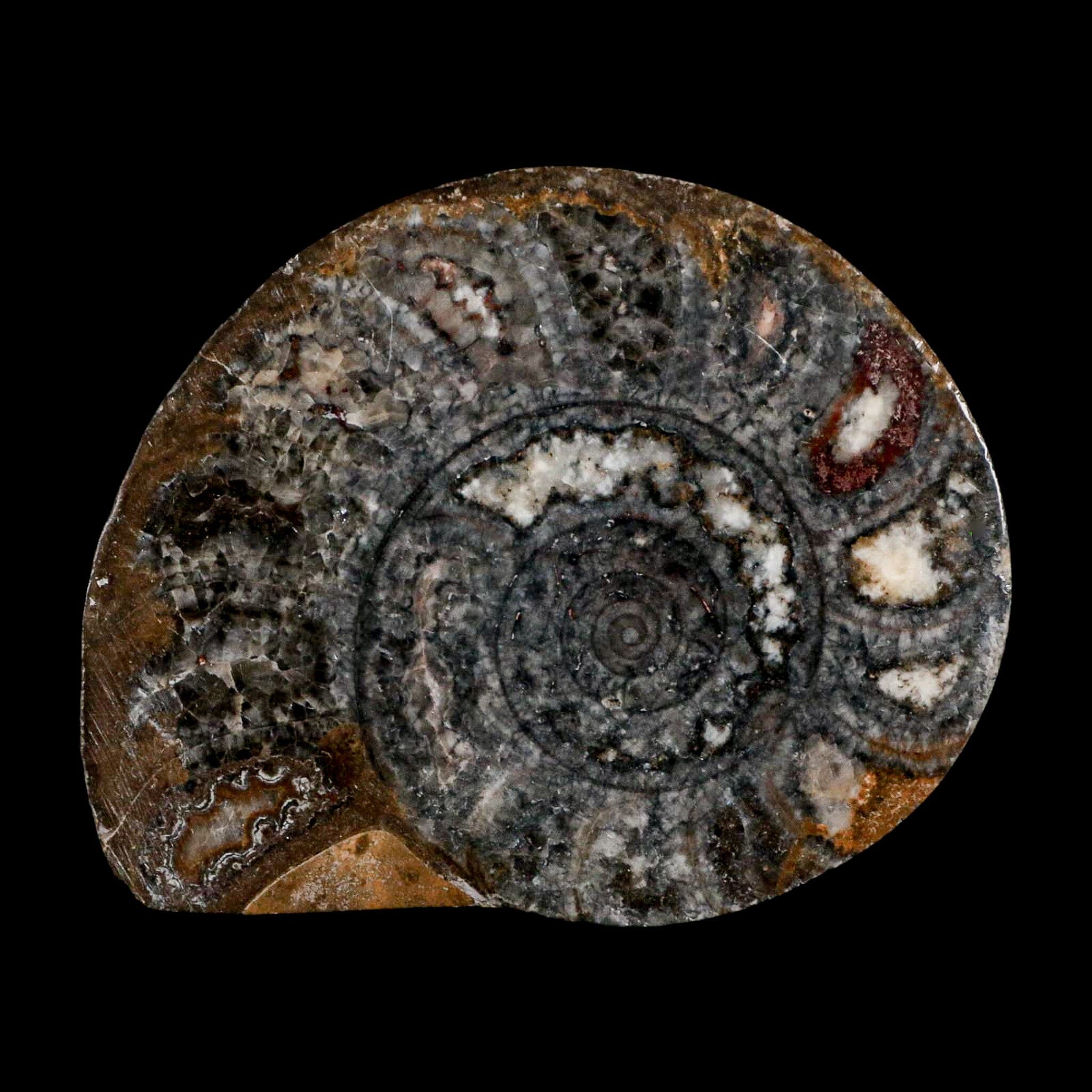 3.3" Goniatite Ammonite Fossil Polished, Cut Half's Erfoud Morocco Devonian Age COA - Fossil Age Minerals
