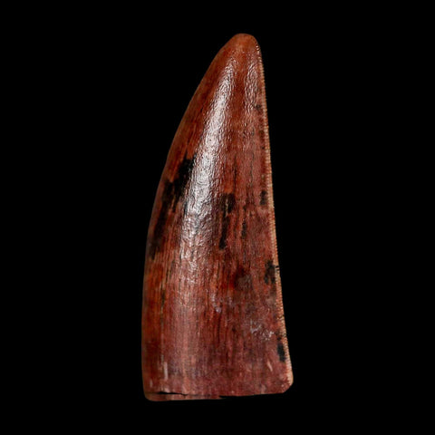 1" Postosuchus Rauisuchid Archosaur Fossil Tooth Redonda Formation NM COA Display