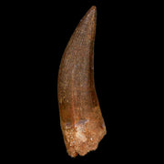 1.7" Plesiosaur Zarafasaura Tooth Fossil Cretaceous Dinosaur Era COA, Stand