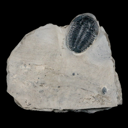 1" Elrathia Kingi Trilobite Fossil In Matrix House Range Utah Cambrian Age COA