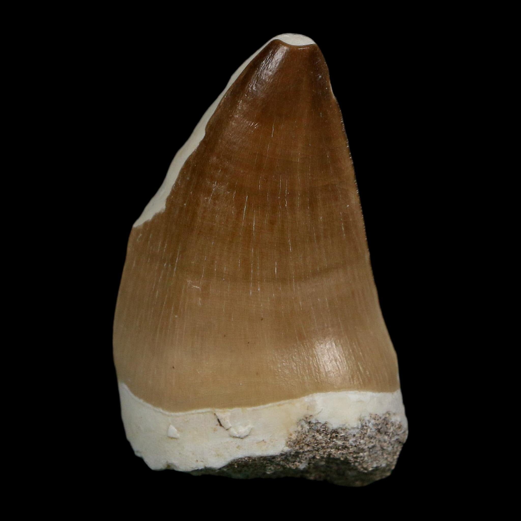 XL 2" Mosasaur Prognathodon Fossil Tooth Cretaceous Dinosaur Era COA Stand - Fossil Age Minerals