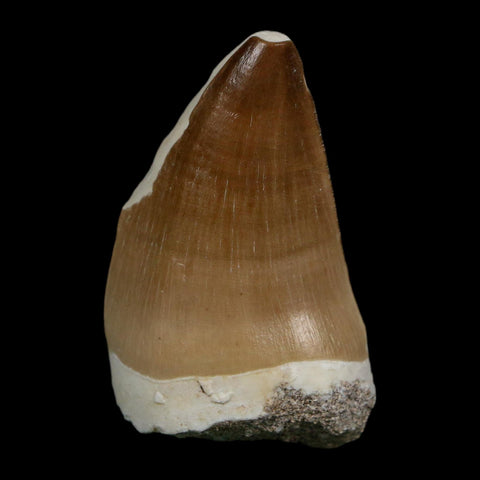 XL 2" Mosasaur Prognathodon Fossil Tooth Cretaceous Dinosaur Era COA Stand