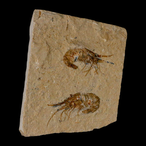 2 Two Fossil Shrimp Carpopenaeus Cretaceous Age 100 Mil Yrs Old Lebanon COA - Fossil Age Minerals