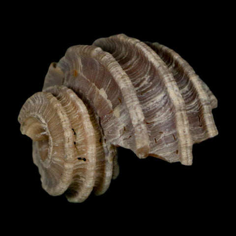 1.2" Ecphora Gardnerae Gastropod Fossil Shell Lee Creek Miocene Epoch North Carolina - Fossil Age Minerals