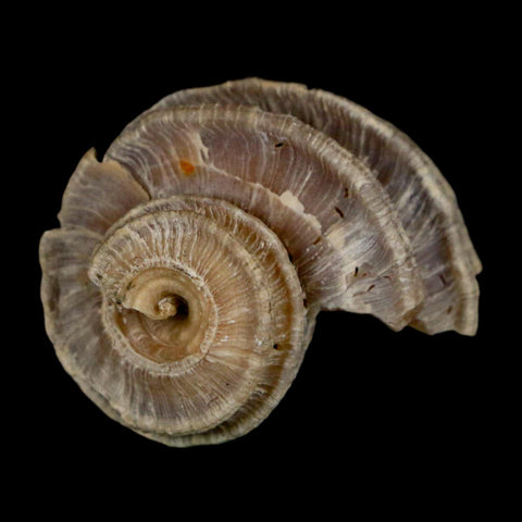 1.2" Ecphora Gardnerae Gastropod Fossil Shell Lee Creek Miocene Epoch North Carolina - Fossil Age Minerals