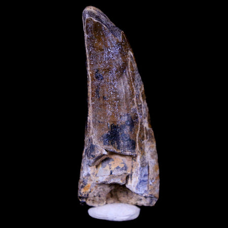 1.7" Suchomimus Fossil Tooth Cretaceous Spinosaurid Dinosaur Elraz FM Niger COA