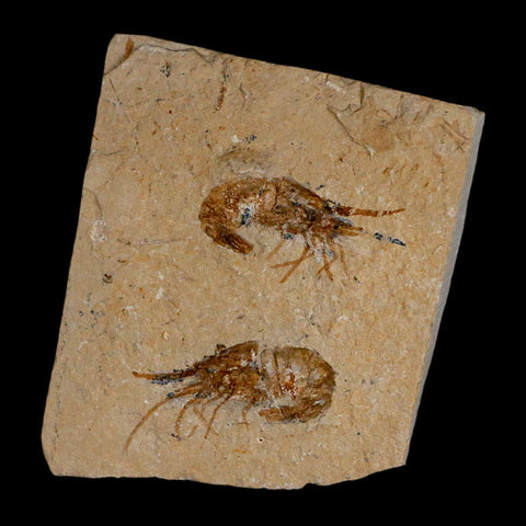 2 Two Fossil Shrimp Carpopenaeus Cretaceous Age 100 Mil Yrs Old Lebanon COA - Fossil Age Minerals