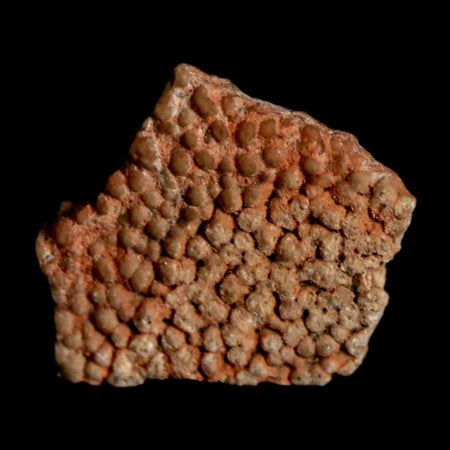 0.5" Megaloolithus Titanosaur Dinosaur Fossil Egg Shell Bouches Du Rhone France Display