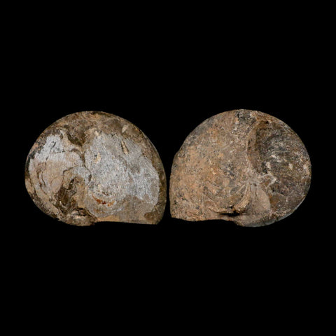 3.3" Goniatite Ammonite Fossil Polished, Cut Half's Erfoud Morocco Devonian Age COA - Fossil Age Minerals