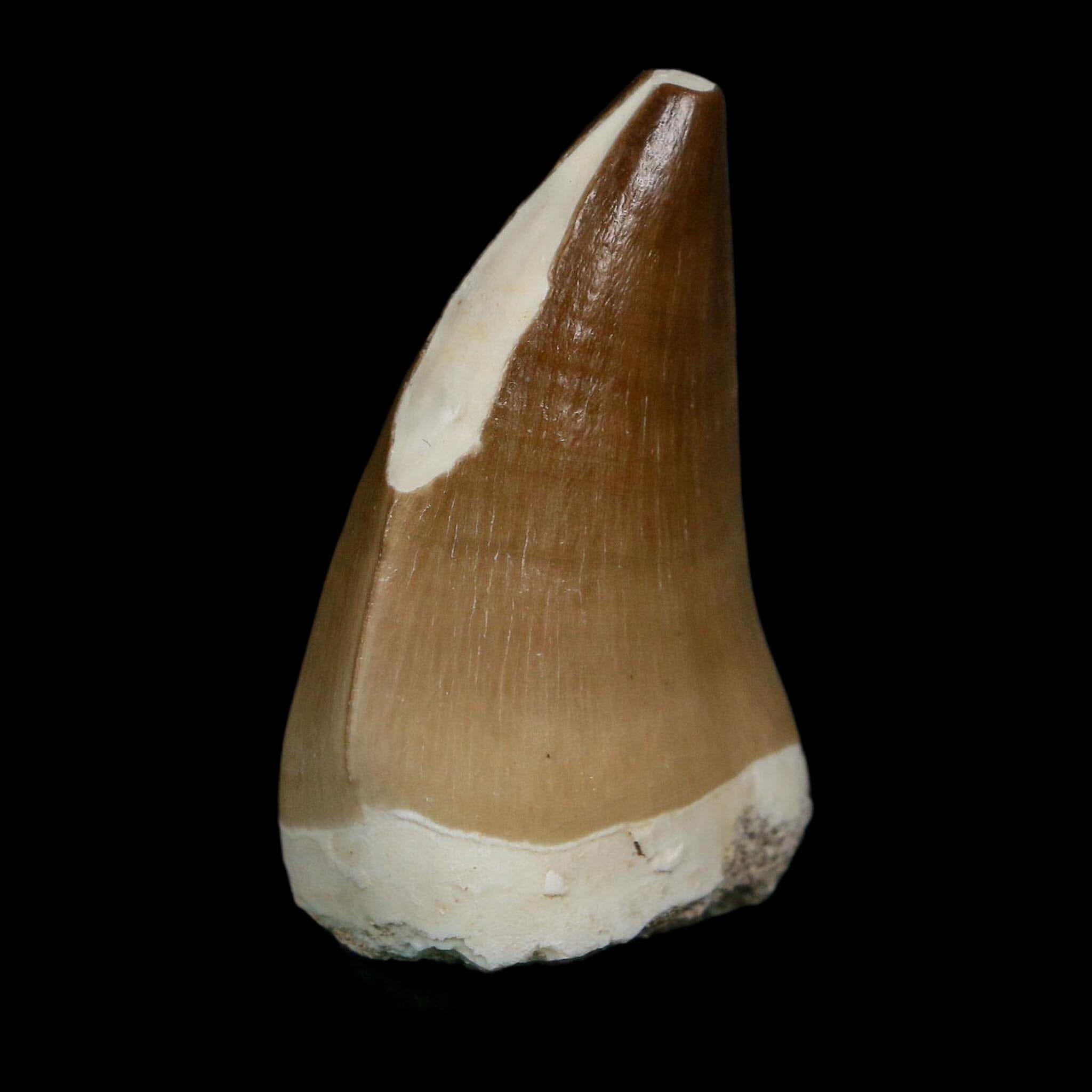 XL 2" Mosasaur Prognathodon Fossil Tooth Cretaceous Dinosaur Era COA Stand - Fossil Age Minerals