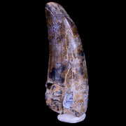 1.7" Suchomimus Fossil Tooth Cretaceous Spinosaurid Dinosaur Elraz FM Niger COA