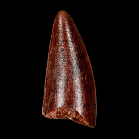 1" Postosuchus Rauisuchid Archosaur Fossil Tooth Redonda Formation NM COA Display