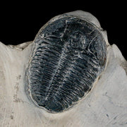 1" Elrathia Kingi Trilobite Fossil In Matrix House Range Utah Cambrian Age COA