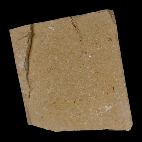 2 Two Fossil Shrimp Carpopenaeus Cretaceous Age 100 Mil Yrs Old Lebanon COA - Fossil Age Minerals