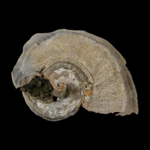 1.1" Ecphora Gardnerae Gastropod Fossil Shell Lee Creek Miocene Epoch North Carolina - Fossil Age Minerals