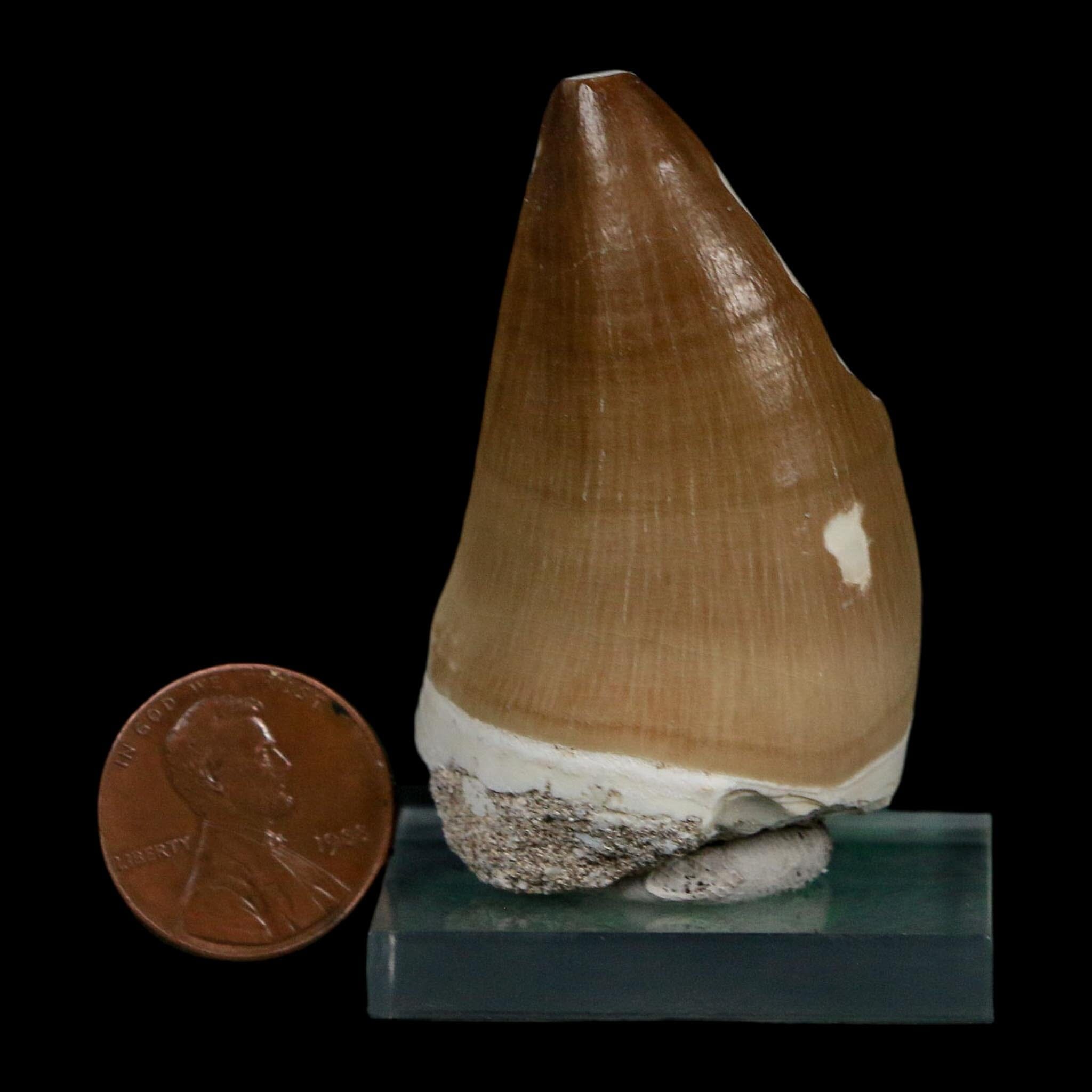 XL 2" Mosasaur Prognathodon Fossil Tooth Cretaceous Dinosaur Era COA Stand - Fossil Age Minerals