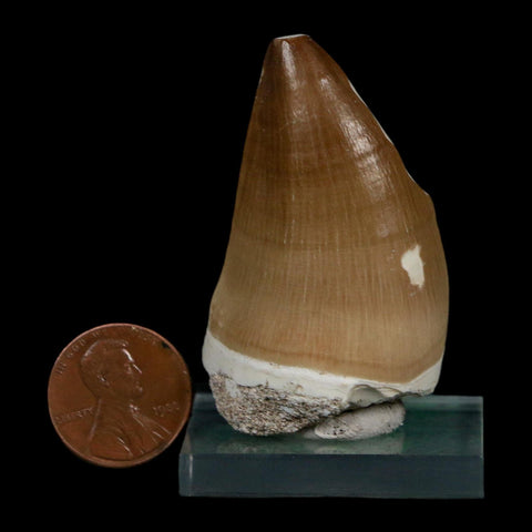 XL 2" Mosasaur Prognathodon Fossil Tooth Cretaceous Dinosaur Era COA Stand
