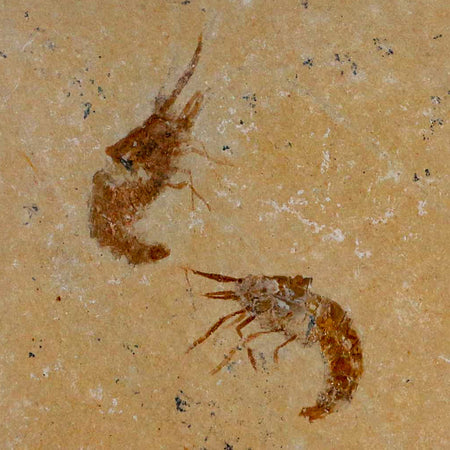 2 Two Fossil Shrimp Carpopenaeus Cretaceous Age 100 Mil Yrs Old Lebanon COA