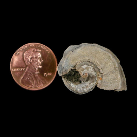 1.1" Ecphora Gardnerae Gastropod Fossil Shell Lee Creek Miocene Epoch North Carolina - Fossil Age Minerals