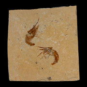 2 Two Fossil Shrimp Carpopenaeus Cretaceous Age 100 Mil Yrs Old Lebanon COA