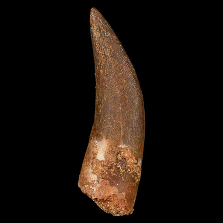 1.7" Plesiosaur Zarafasaura Tooth Fossil Cretaceous Dinosaur Era COA, Stand