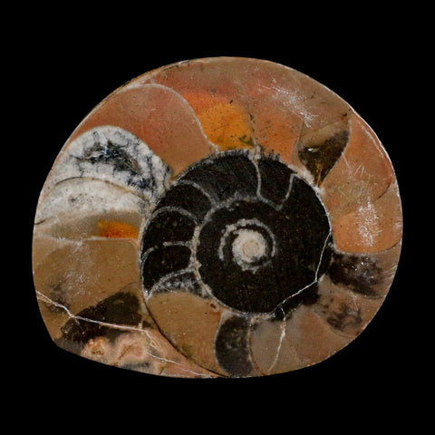 2.9" Goniatite Ammonite Fossil Polished, Cut Half's Erfoud Morocco Devonian Age COA - Fossil Age Minerals