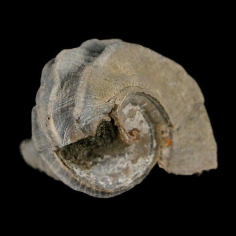 1.1" Ecphora Gardnerae Gastropod Fossil Shell Lee Creek Miocene Epoch North Carolina - Fossil Age Minerals