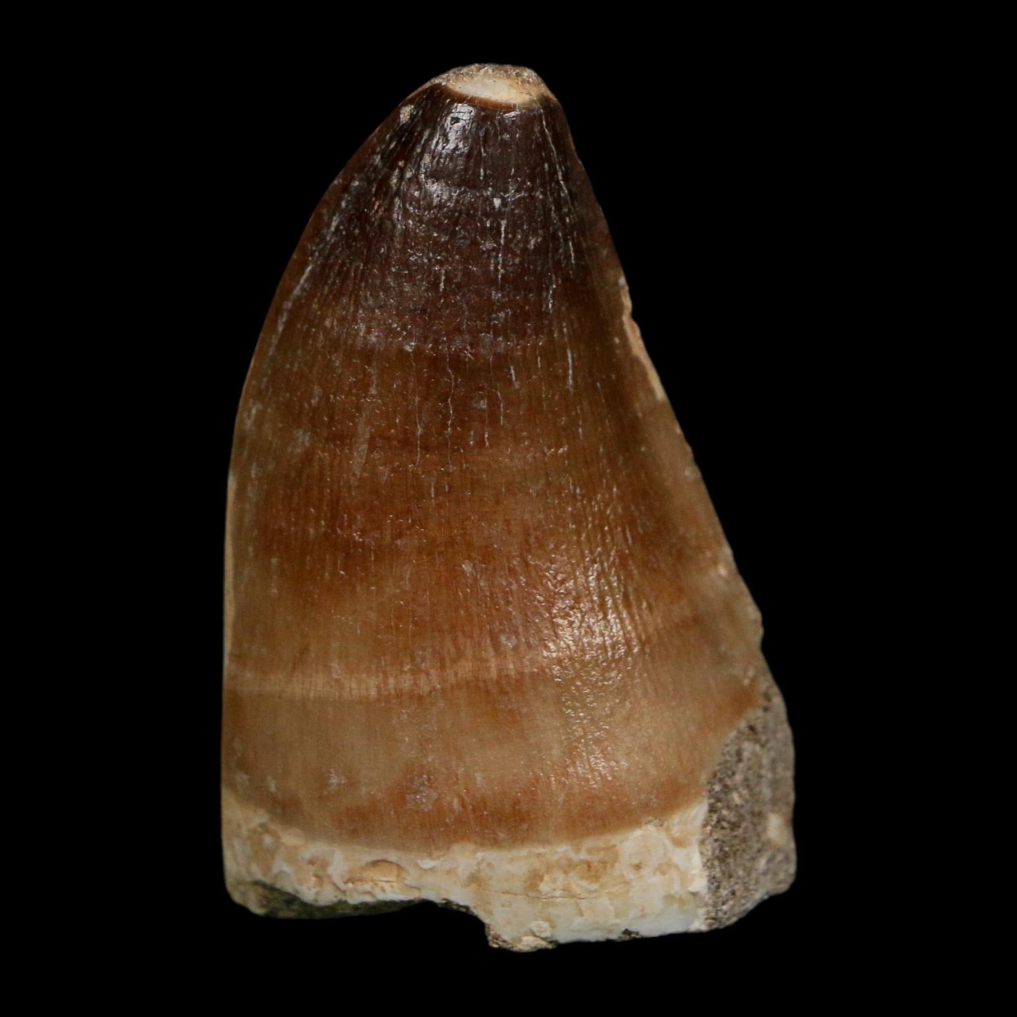 XL 2" Mosasaur Prognathodon Fossil Tooth Cretaceous Dinosaur Era COA Stand - Fossil Age Minerals