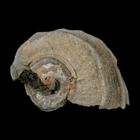 1.1" Ecphora Gardnerae Gastropod Fossil Shell Lee Creek Miocene Epoch North Carolina - Fossil Age Minerals