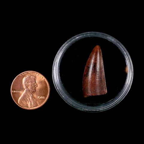 1" Postosuchus Rauisuchid Archosaur Fossil Tooth Redonda Formation NM COA Display