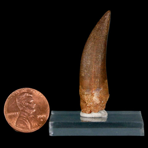 1.7" Plesiosaur Zarafasaura Tooth Fossil Cretaceous Dinosaur Era COA, Stand