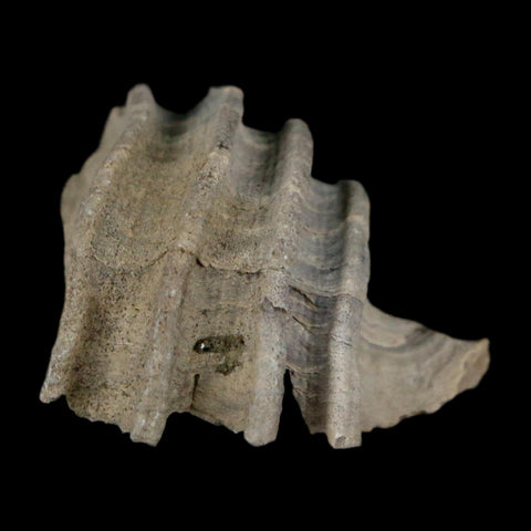1.1" Ecphora Gardnerae Gastropod Fossil Shell Lee Creek Miocene Epoch North Carolina - Fossil Age Minerals