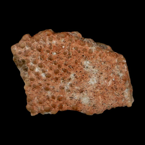 0.5" Megaloolithus Titanosaur Dinosaur Fossil Egg Shell Bouches Du Rhone France Display - Fossil Age Minerals