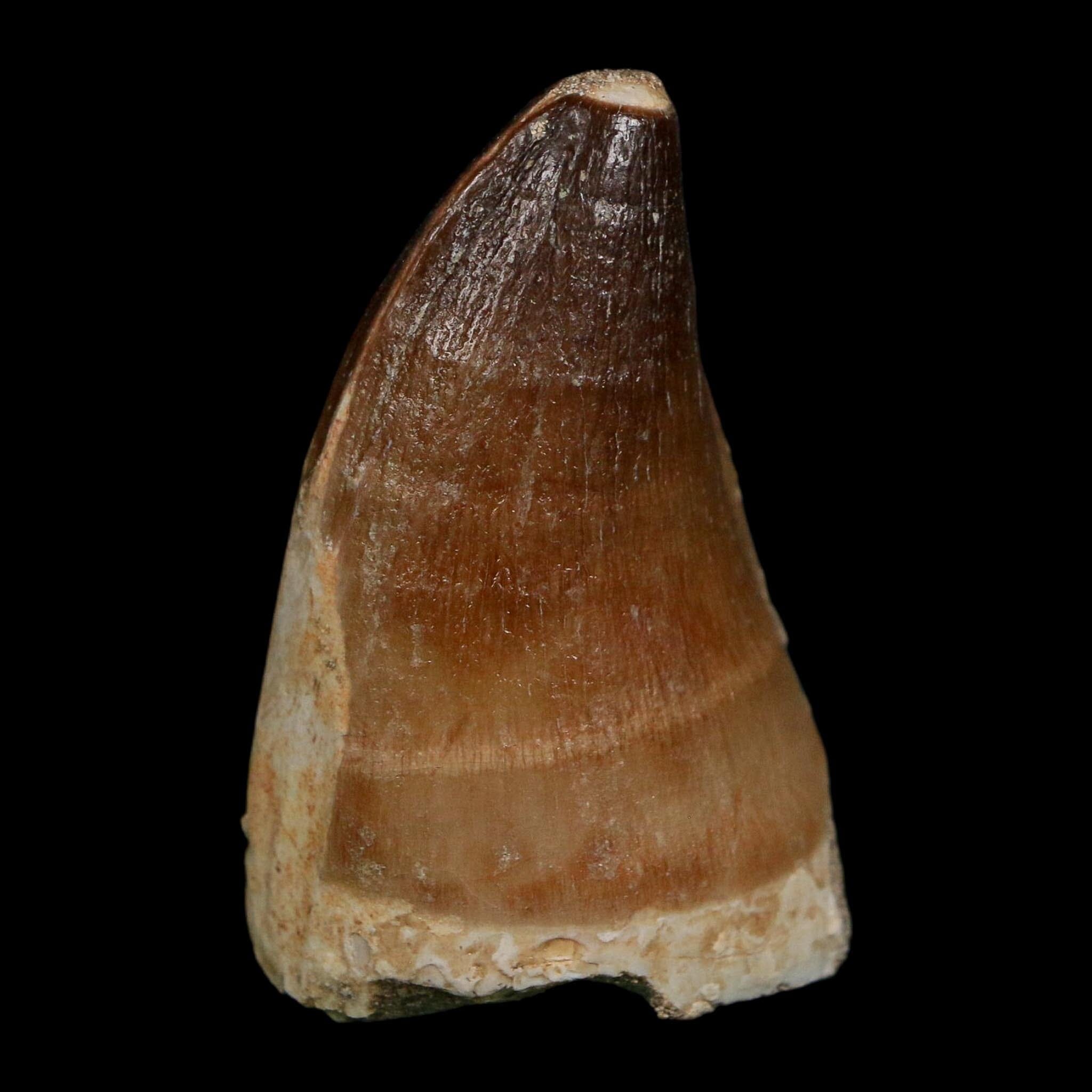 XL 2" Mosasaur Prognathodon Fossil Tooth Cretaceous Dinosaur Era COA Stand - Fossil Age Minerals